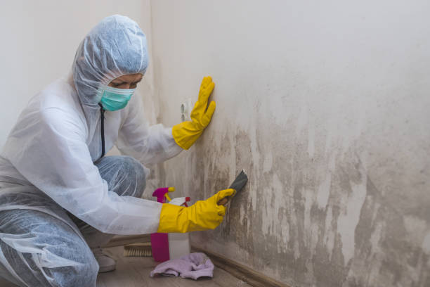 Why You Should Choose Our Mold Remediation Services in Chester, IL